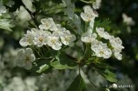 Crataegus monogyna (Hloh jednosemenný)