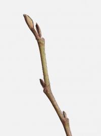Hamamelis virginiana (Vilín viržinský)