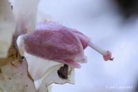 Lathraea squamaria (Podbílek šupinatý)