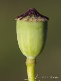 Papaver rhoeas (Mák vlčí)