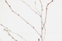 Prunus tenella (Mandloň nízká)