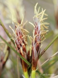 Carex humilis (Ostřice nízká)