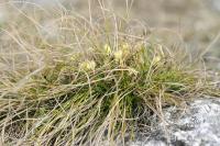 Carex humilis (Ostřice nízká)