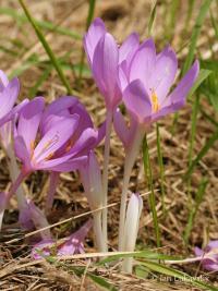 Colchicum autumnale (Ocún jesenní)