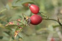 Rosa canina (Růže šípková)