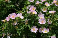 Rosa canina (Růže šípková)