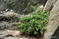 Asplenium ruta-muraria (Sleziník routička)