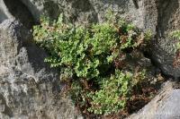 Asplenium ruta-muraria (Sleziník routička)