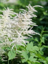 Aruncus dioicus (Udatna lesní)