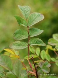 Rosa pendulina (Růže převislá)