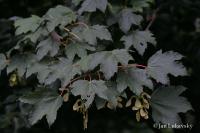 Acer pseudoplatanus (Javor klen)