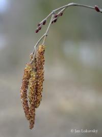 Alnus glutinosa (Olše lepkavá)