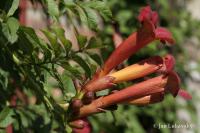 Campsis radicans (Křivouš kořenující)