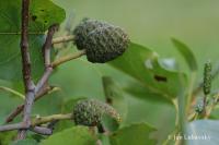 Alnus cordata (Olše srdčitá)