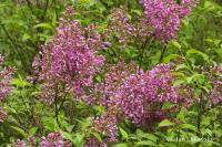Syringa x chinensis (Šeřík čínský)