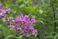 Syringa x chinensis (Šeřík čínský)