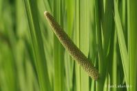 Acorus calamus (Puškvorec obecný)