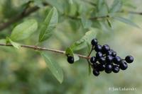 Ligustrum vulgare (Ptačí zob obecný)