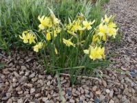 Narcissus jonquilla (Narcis 'Baby Moon' - Jonquilla narcisy)