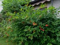 Campsis radicans (Křivouš kořenující)