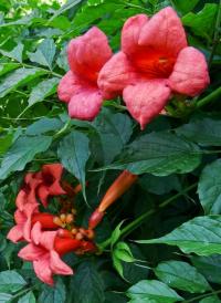 Campsis radicans (Křivouš kořenující)