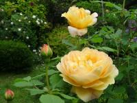 Rosa (Růže 'Golden Celebration')