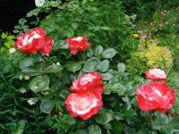 Rosa (Růže 'Nostalgie' - Velkokvěté růže)