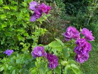 Rosa (Růže 'Rhapsody in Blue' - Sadové růže)