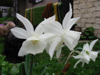 Narcissus (Narcis)