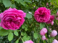 Rosa (Růže 'Madame Isaac Pereire')