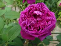 Rosa (Růže 'William Shakespeare 2000' - Anglické růže)