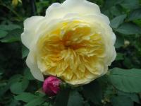 Rosa (Růže 'The Pilgrim' - Anglické růže)