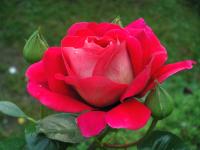 Rosa (Růže 'Kronenbourg' - Velkokvěté růže)