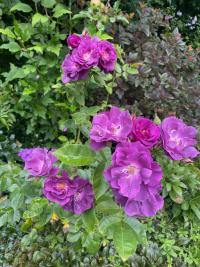 Rosa (Růže 'Rhapsody in Blue' - Sadové růže)
