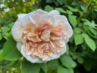 Rosa (Růže 'Cymbeline' - Anglické růže)