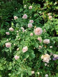 Rosa (Růže 'Cymbeline' - Anglické růže)