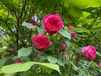 Rosa (Růže 'Benjamin Britten' - Anglické růže)