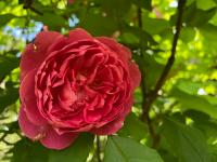 Rosa (Růže 'Benjamin Britten' - Anglické růže)