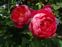 Rosa (Růže 'Benjamin Britten' - Anglické růže)