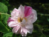 Rosa x damascena (Růže damascénská 'Versicolor')