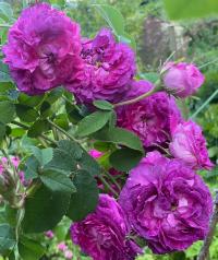 Rosa gallica (Růže galská 'Belle de Crecy')