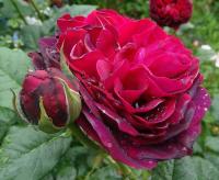 Rosa (Růže 'Astrid Gräfin von Hardenberg')
