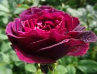 Rosa (Růže 'Astrid Gräfin von Hardenberg')