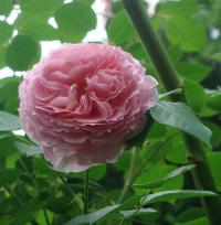 Rosa (Růže 'James Galway' - Anglické růže)