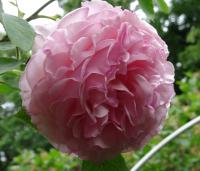 Rosa (Růže 'James Galway' - Anglické růže)