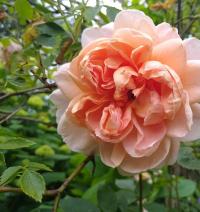 Rosa (Růže 'Colette')