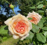 Rosa (Růže 'A Shropshire Lad' - Anglické růže)