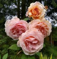 Rosa (Růže 'A Shropshire Lad' - Anglické růže)