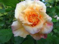Rosa (Růže 'Comtessa' - Velkokvěté růže)