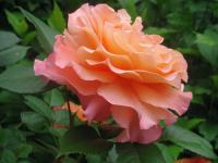 Rosa (Růže 'Augusta Louise' - Velkokvěté růže)